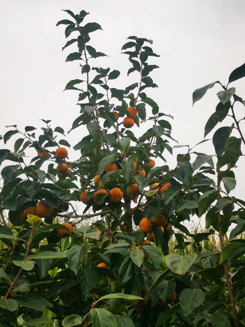 精品甜柿，大量现货，果黄，口感崔爽，无药