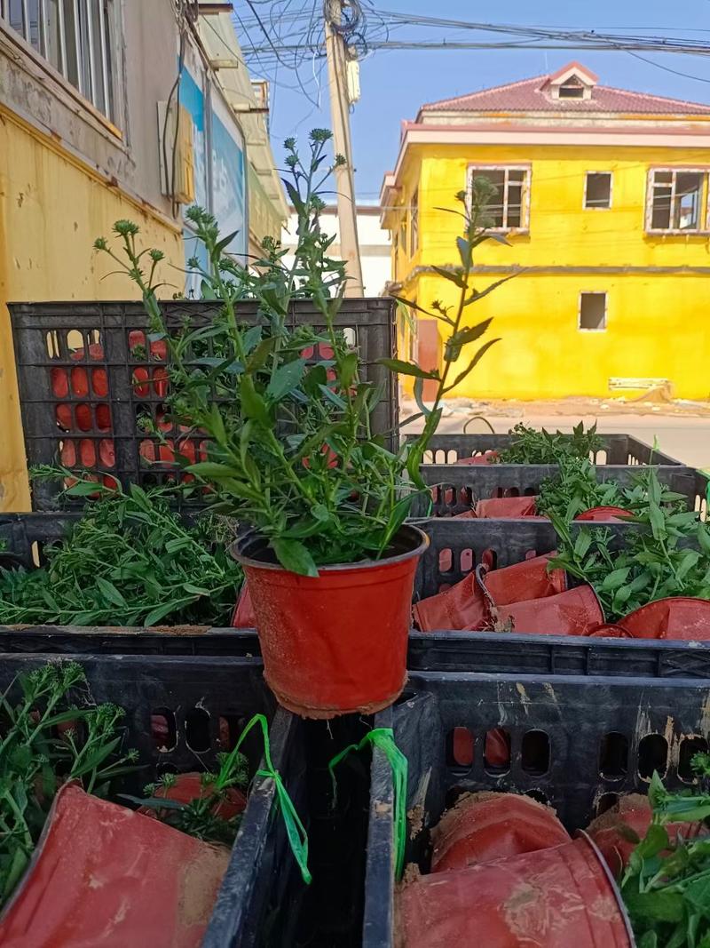 丹麦翠菊基地常年销售各种绿化苗木