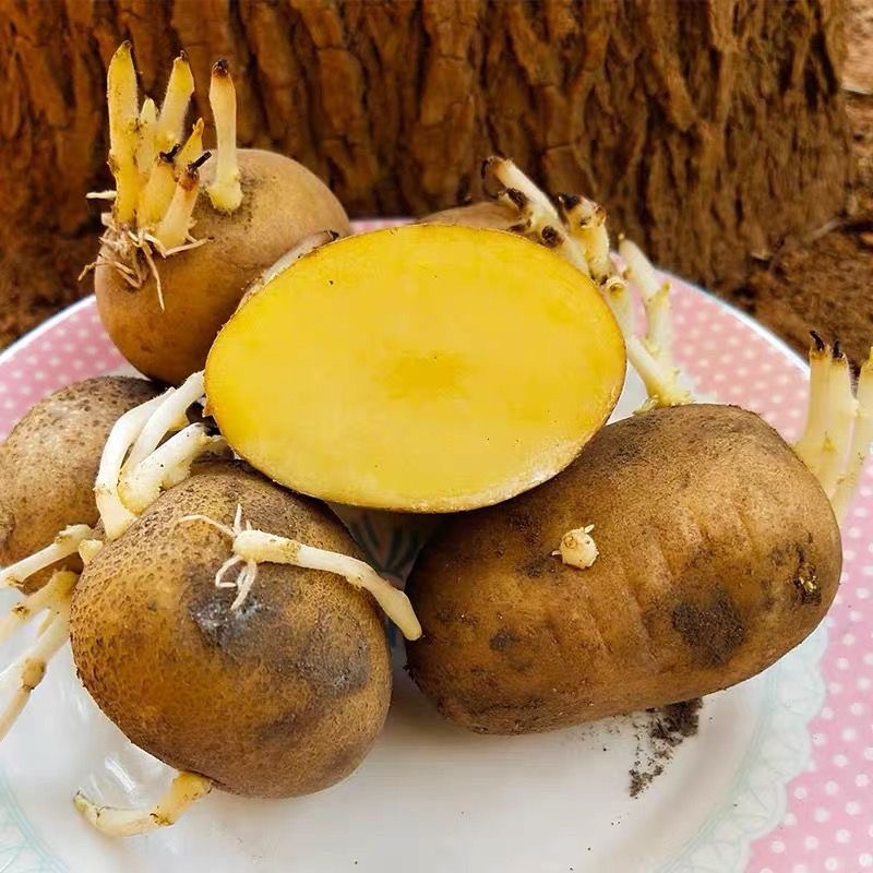 云南白皮黄心黄皮黄心土豆种子产地直发黄心