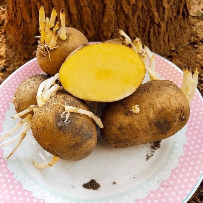 云南白皮黄心黄皮黄心土豆种子产地直发黄心
