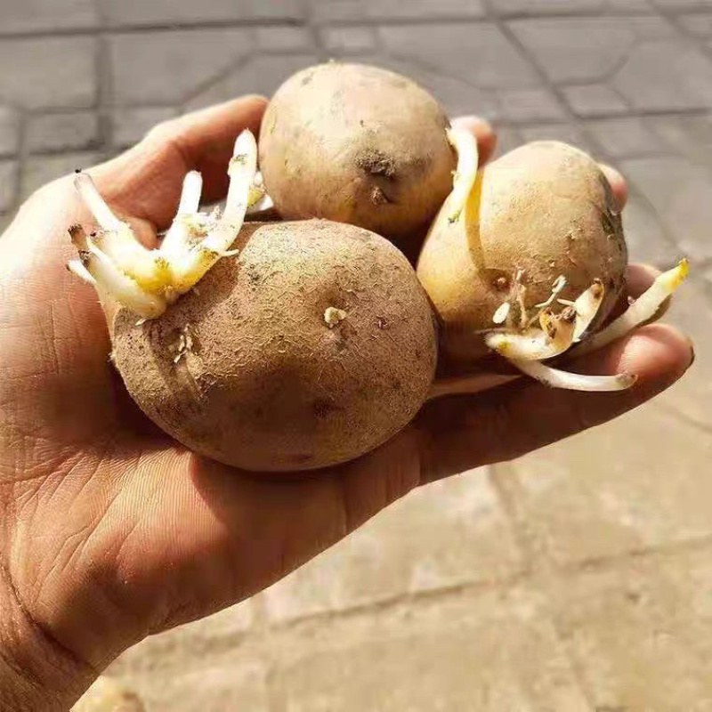 云南白皮黄心黄皮黄心土豆种子产地直发黄心