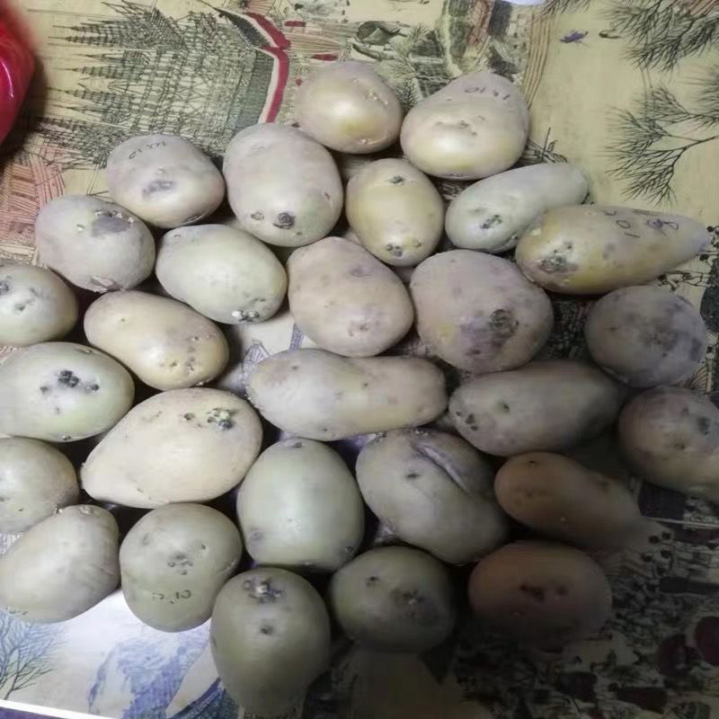 云南白皮黄心黄皮黄心土豆种子产地直发黄心