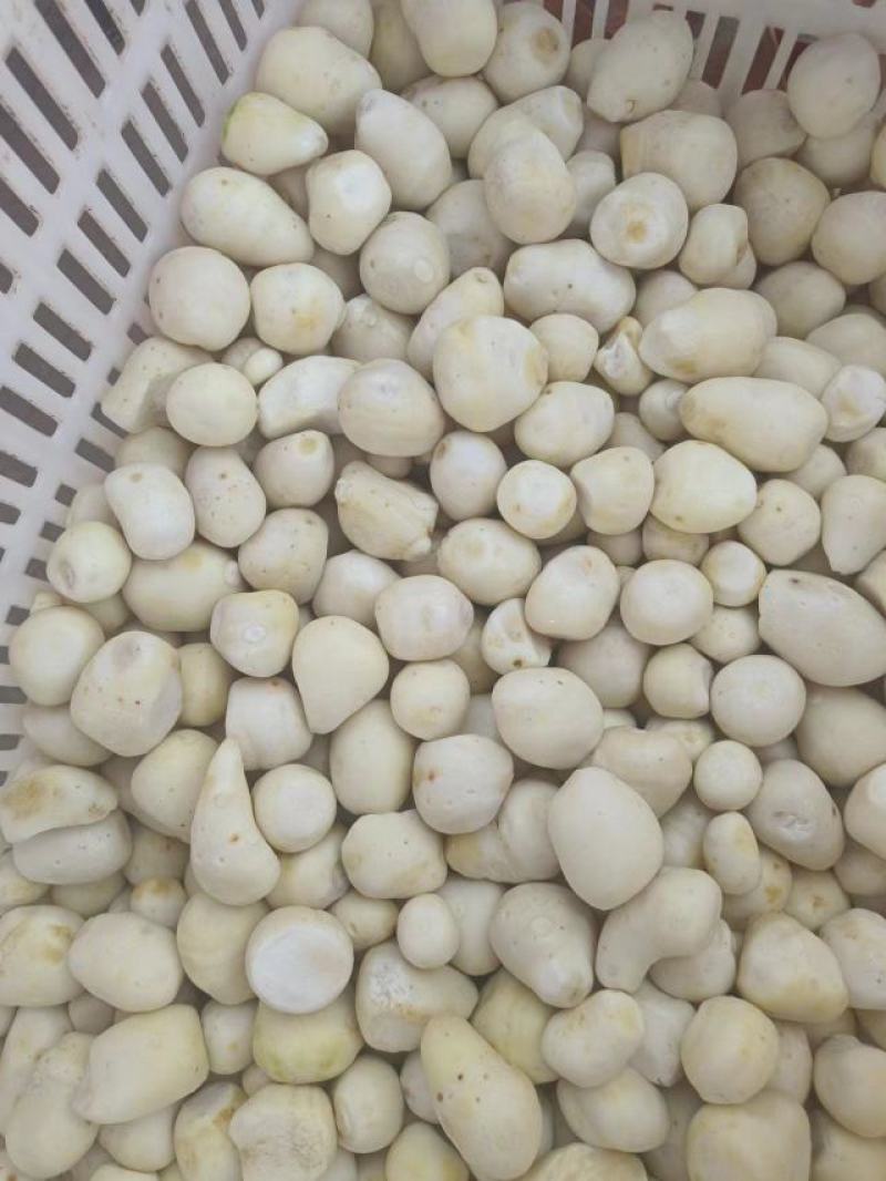 深加工毛芋头