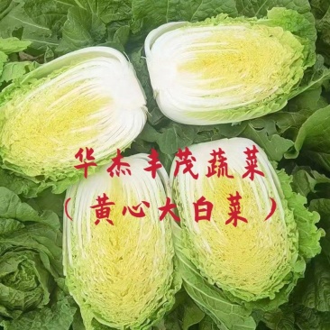 黄心大白菜,玲珑黄白菜,大白菜,3~10斤,无虫眼