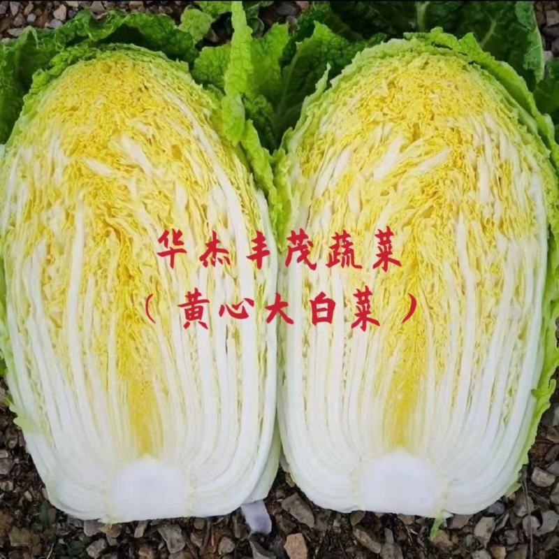 黄心大白菜，玲珑黄白菜，大白菜，3~10斤，无虫眼
