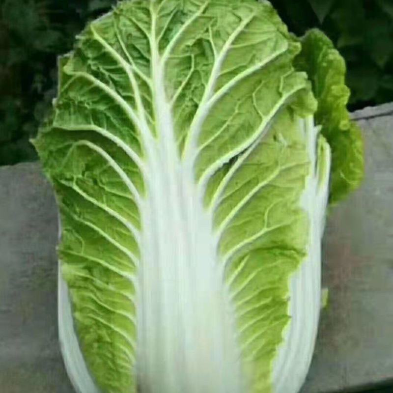 黄心大白菜，玲珑黄白菜，大白菜，3~10斤，无虫眼