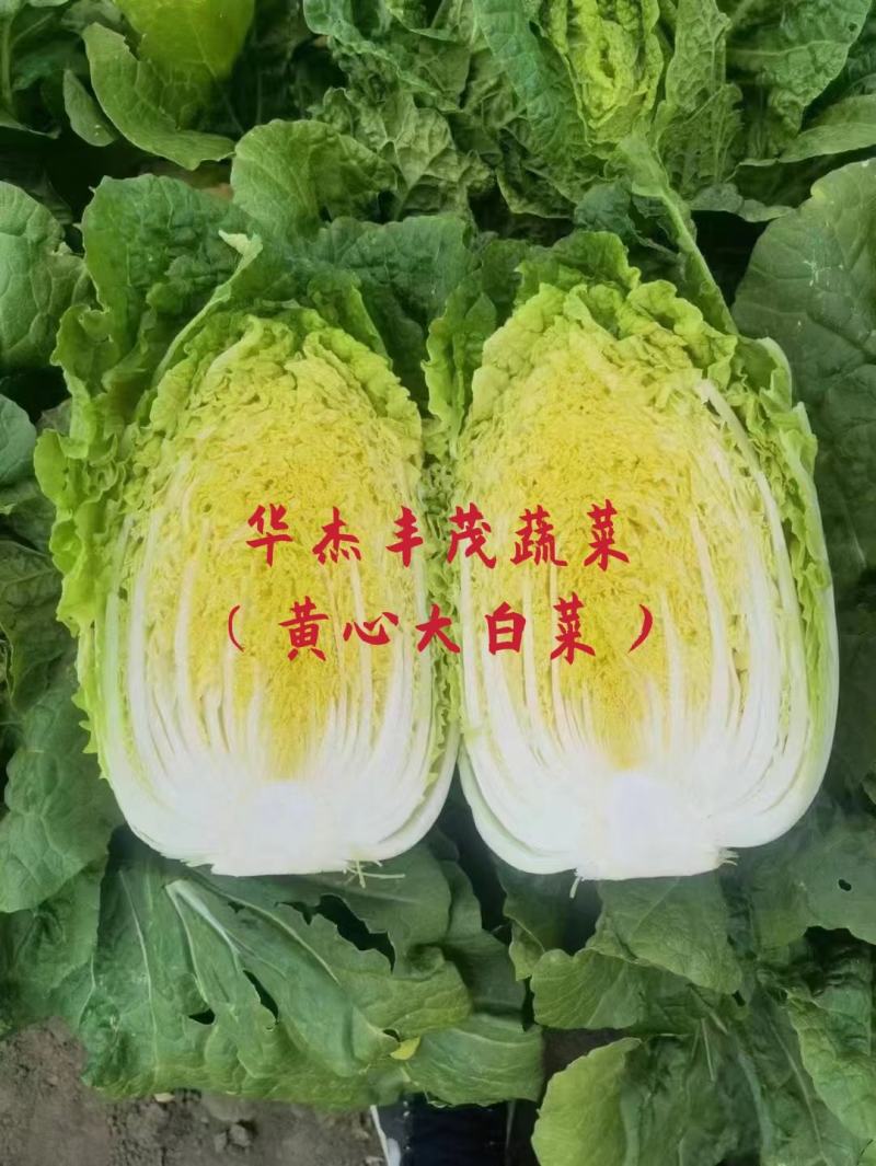 黄心大白菜，玲珑黄白菜，大白菜，3~10斤，无虫眼