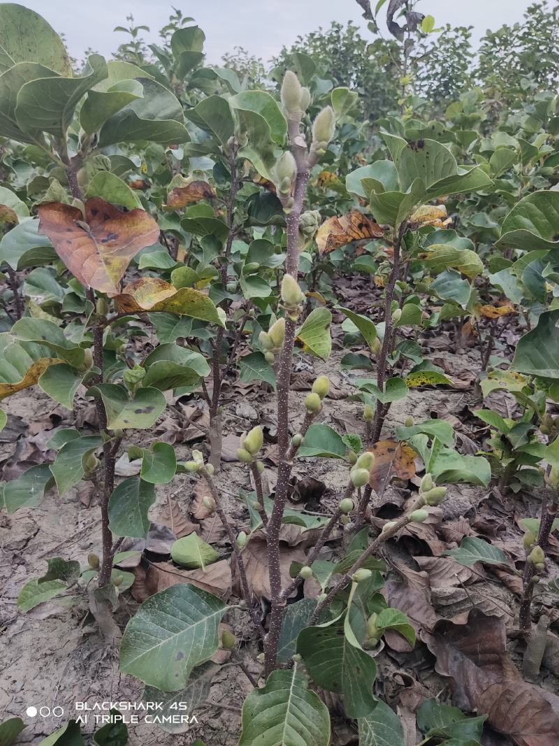 矮化玉兰，如意玉兰棒棒糖，高接矮化玉兰，地接矮化玉兰