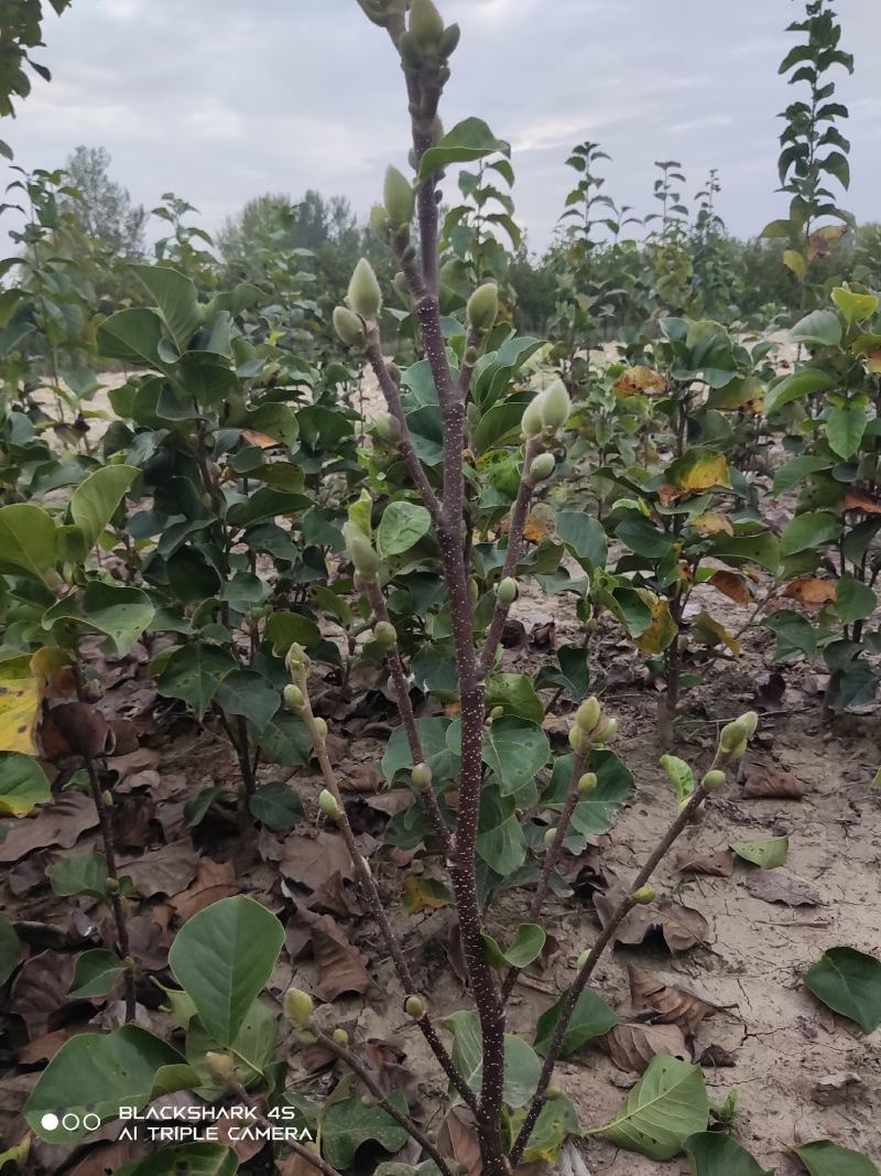 矮化玉兰，如意玉兰棒棒糖，高接矮化玉兰，地接矮化玉兰