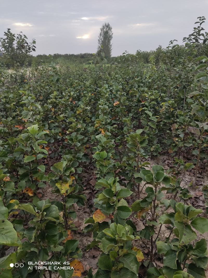 矮化玉兰，如意玉兰棒棒糖，高接矮化玉兰，地接矮化玉兰