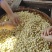 2024年去心/带心、手工白莲