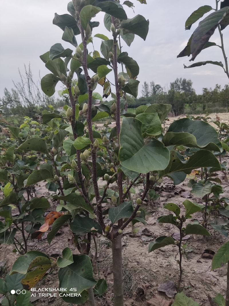 矮化玉兰，如意玉兰棒棒糖，高接矮化玉兰，地接矮化玉兰