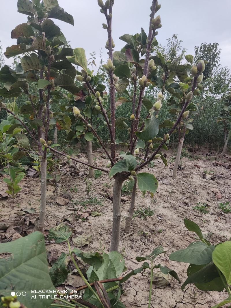 矮化玉兰，如意玉兰棒棒糖，高接矮化玉兰，地接矮化玉兰