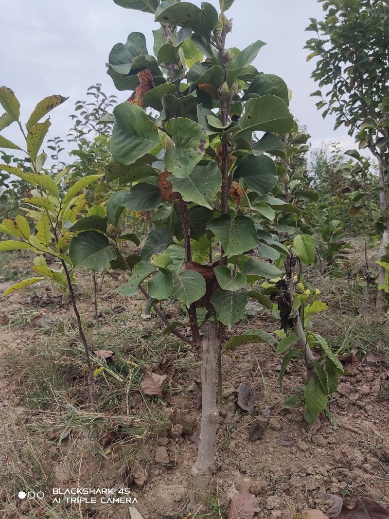 矮化玉兰，如意玉兰棒棒糖，高接矮化玉兰，地接矮化玉兰