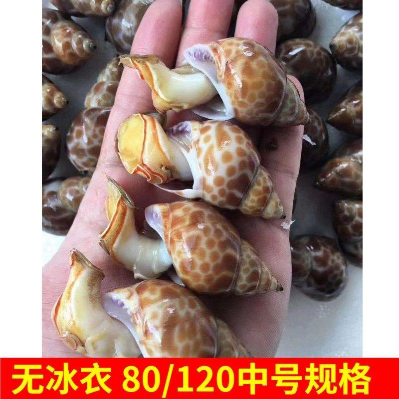 花螺鲜活新鲜海螺东风螺海鲜水产冷冻花螺