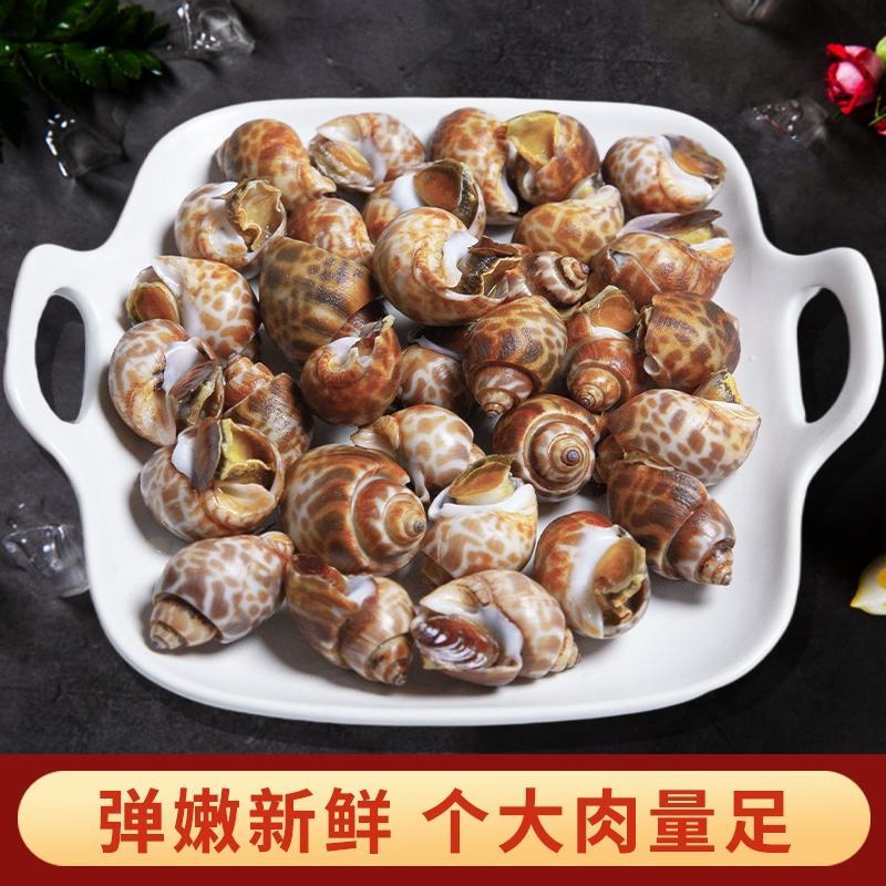 花螺鲜活新鲜海螺东风螺海鲜水产冷冻花螺
