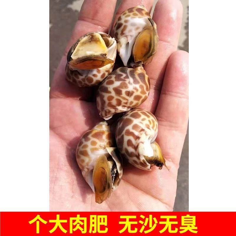 花螺鲜活新鲜海螺东风螺海鲜水产冷冻花螺