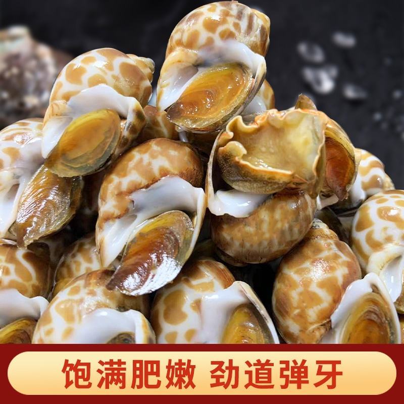 花螺鲜活新鲜海螺东风螺海鲜水产冷冻花螺