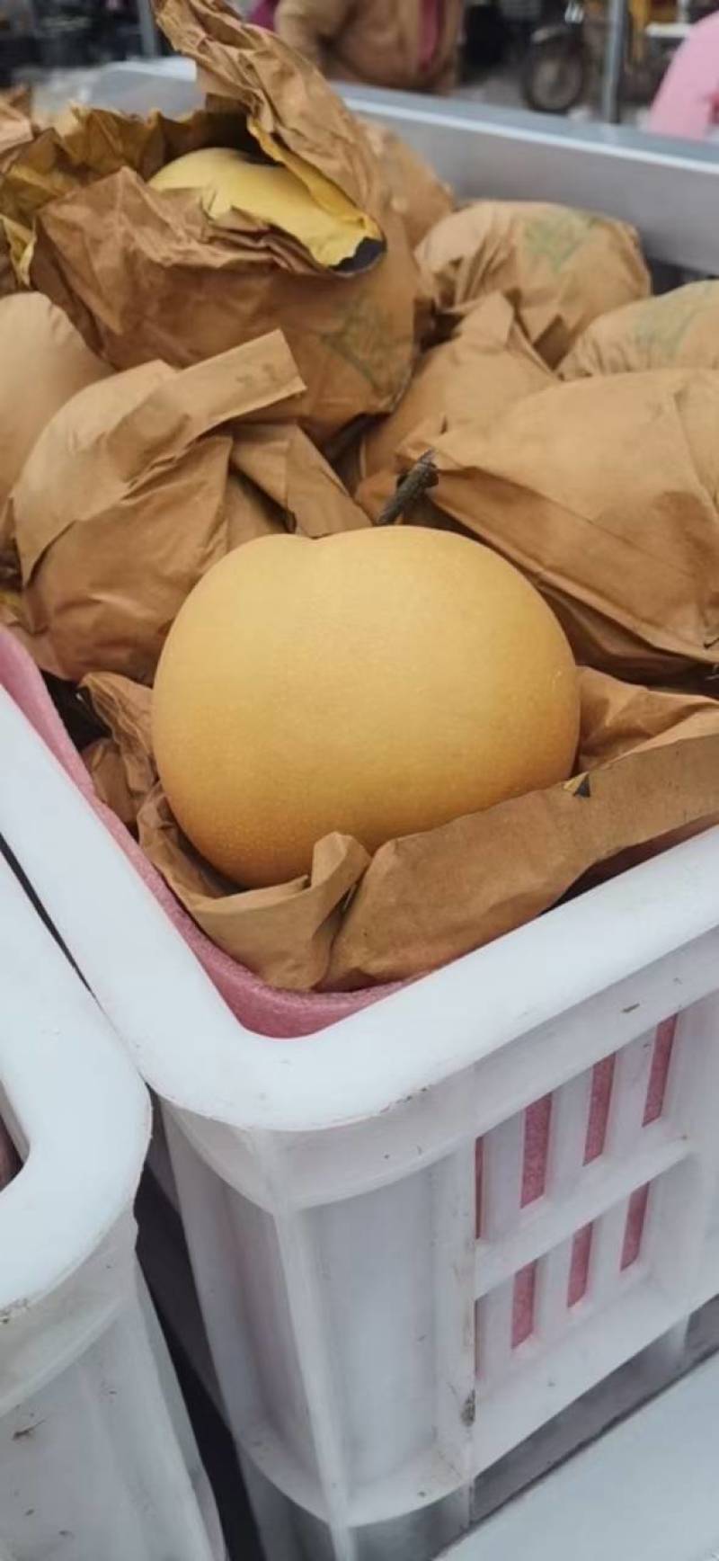 秋月梨