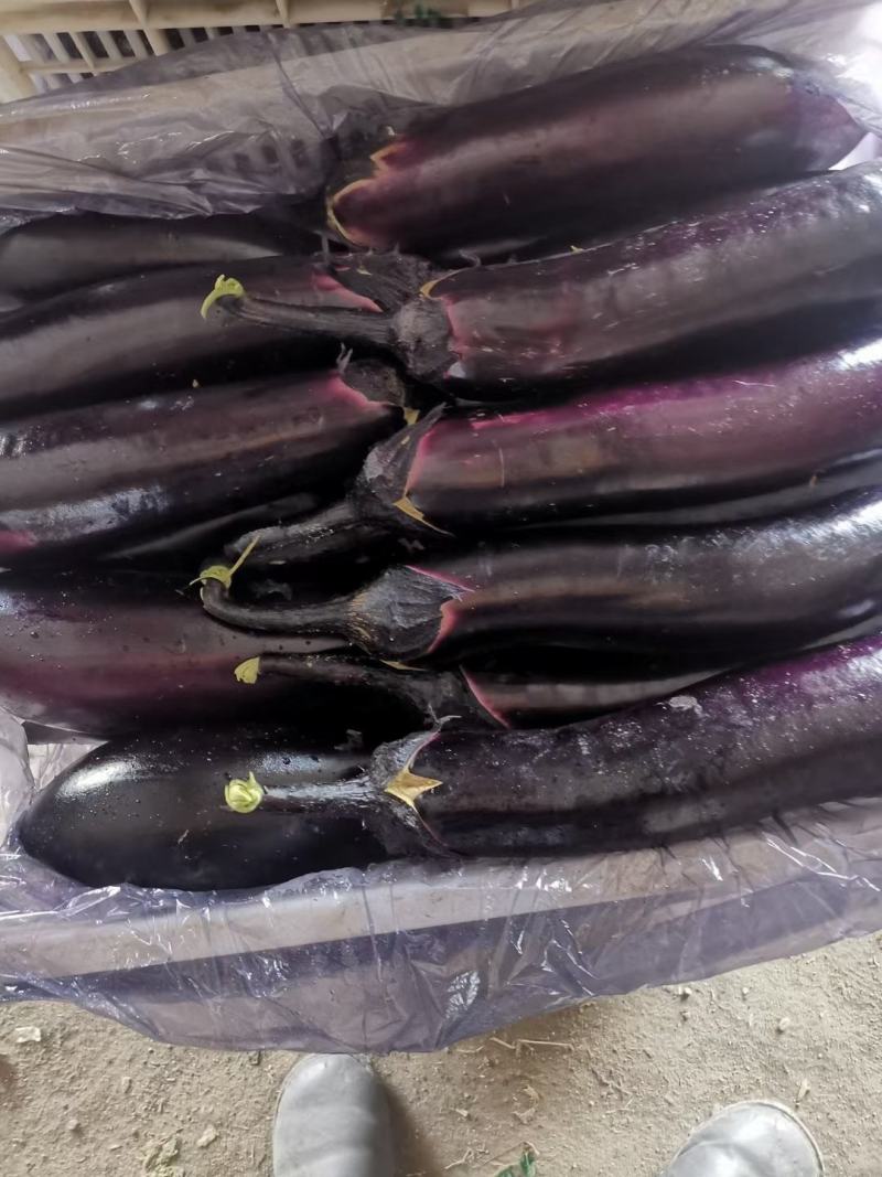 各种蔬菜