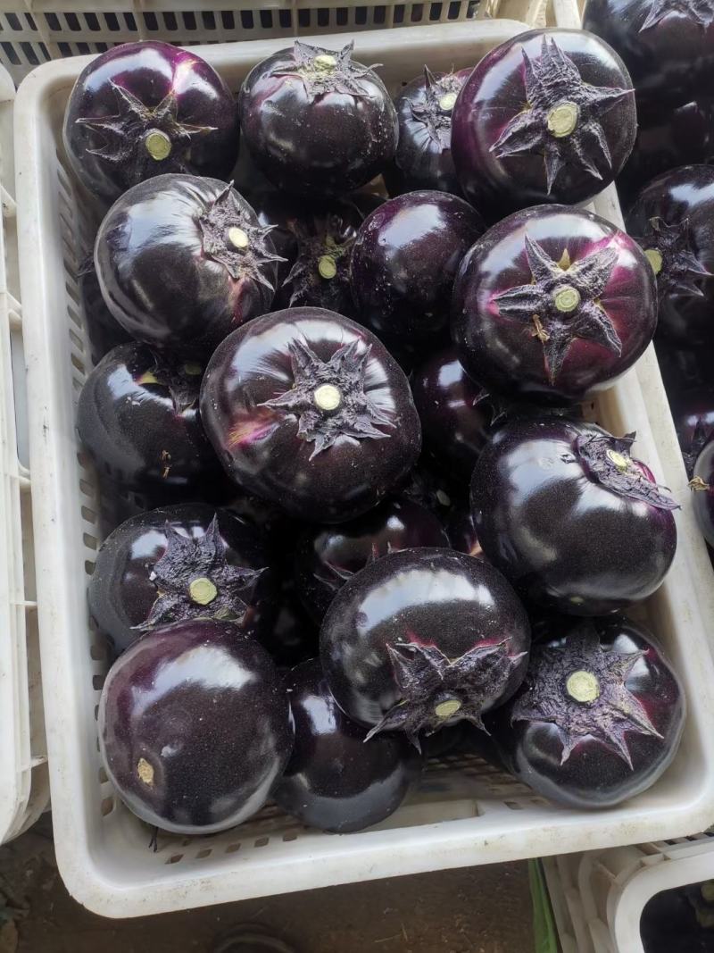 各种蔬菜