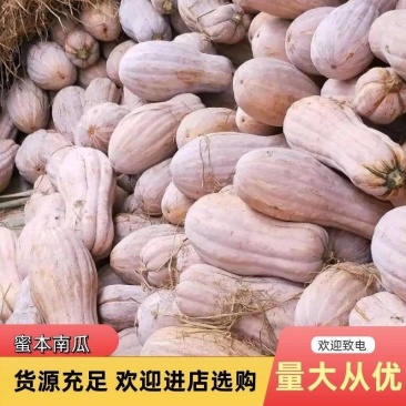 金韩蜜本南瓜大量上市市场电商加工厂欢迎联系全国发货