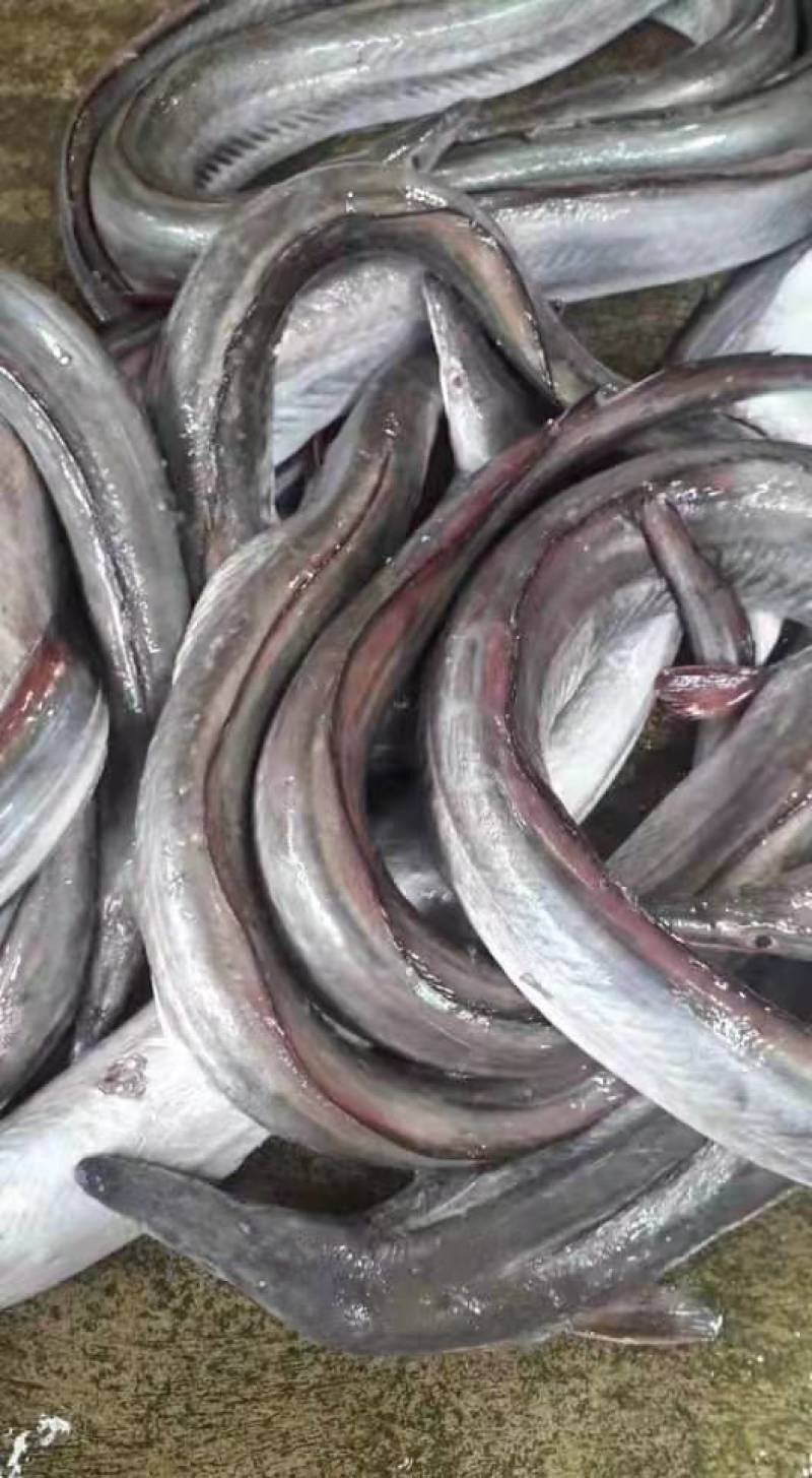 海鳗肉片、去头去肚去骨剩肉、广西北海本地货源加工出厂直批