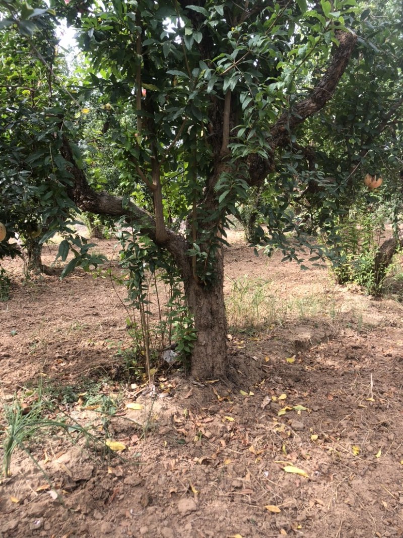 古桩石榴，古桩石榴，古桩石榴石榴基地，现挖现发，全国发货
