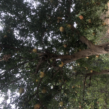 古桩石榴，古桩石榴，古桩石榴石榴基地，现挖现发，全国发货