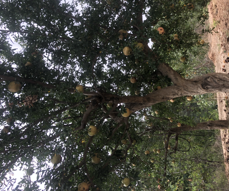 古桩石榴，古桩石榴，古桩石榴石榴基地，现挖现发，全国发货