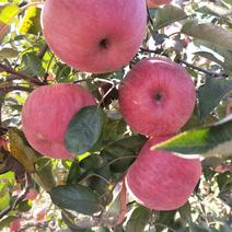 寒富苹果是辽宁鞍山独有的沙地平原苹果，口感脆甜，黄壤多汁