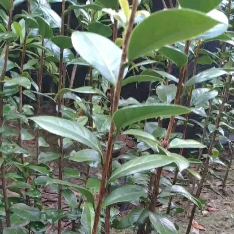 山茶花苗盆栽地栽花卉庭院花坛绿化小苗四季常青开花大叶茶花