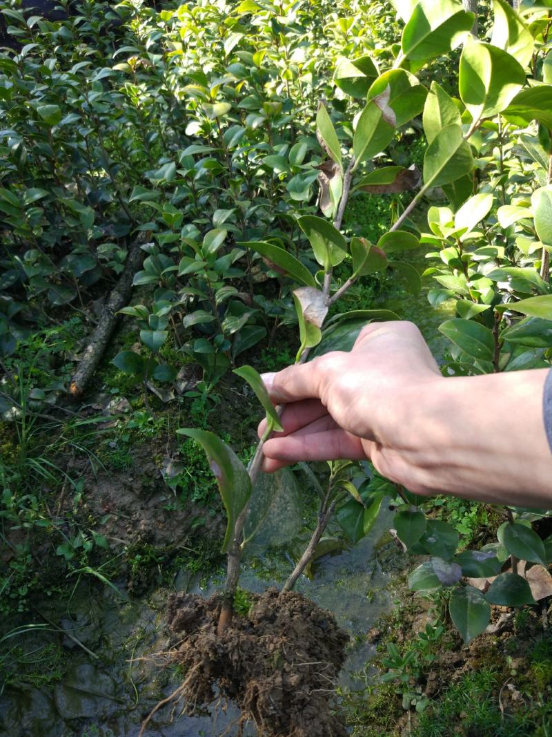 山茶花苗盆栽地栽花卉庭院花坛绿化小苗四季常青开花大叶茶花