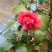 山茶花苗盆栽地栽花卉庭院花坛绿化小苗四季常青开花大叶茶花
