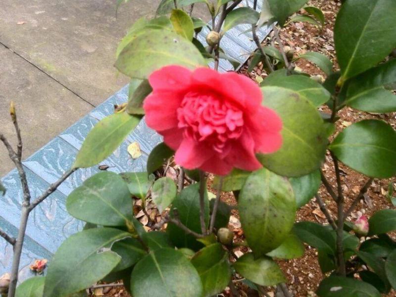 山茶花苗盆栽地栽花卉庭院花坛绿化小苗四季常青开花大叶茶花