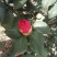 山茶花苗盆栽地栽花卉庭院花坛绿化小苗四季常青开花大叶茶花