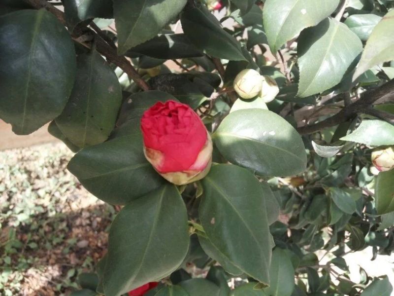 山茶花苗盆栽地栽花卉庭院花坛绿化小苗四季常青开花大叶茶花