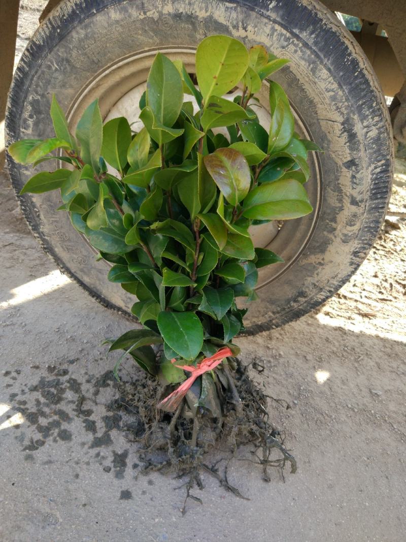 山茶花苗盆栽地栽花卉庭院花坛绿化小苗四季常青开花大叶茶花