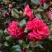 山茶花苗盆栽地栽花卉庭院花坛绿化小苗四季常青开花大叶茶花