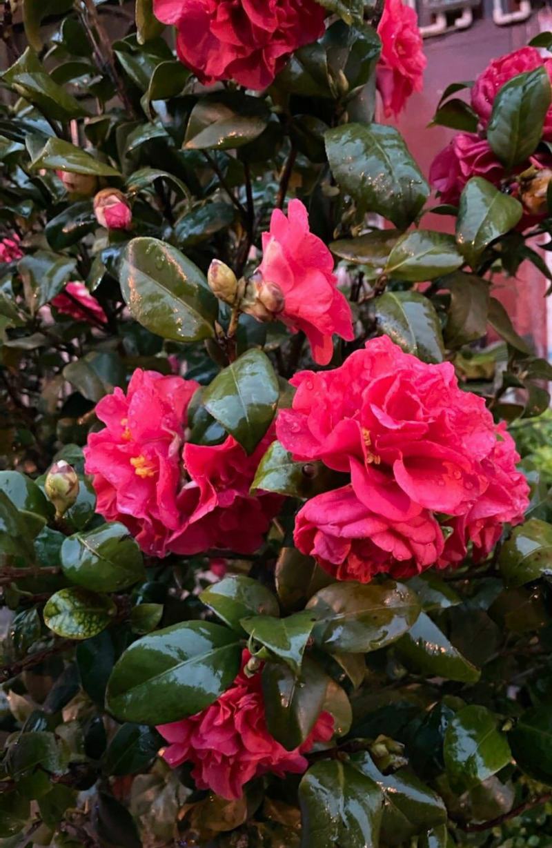 山茶花苗盆栽地栽花卉庭院花坛绿化小苗四季常青开花大叶茶花