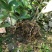 山茶花苗盆栽地栽花卉庭院花坛绿化小苗四季常青开花大叶茶花