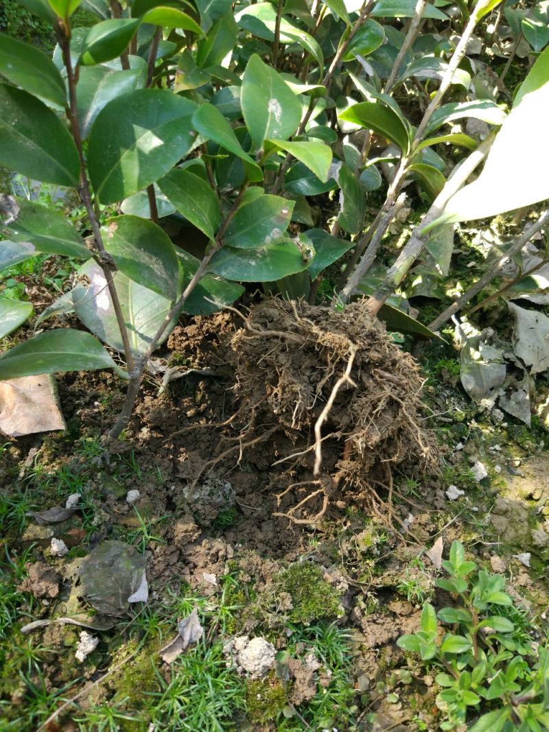 山茶花苗盆栽地栽花卉庭院花坛绿化小苗四季常青开花大叶茶花