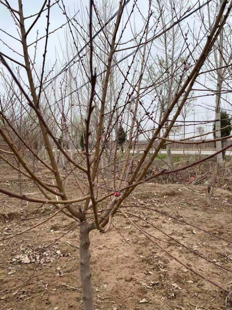 桃树苗有中油27,映霜红,黄金蜜，秋彤桃！