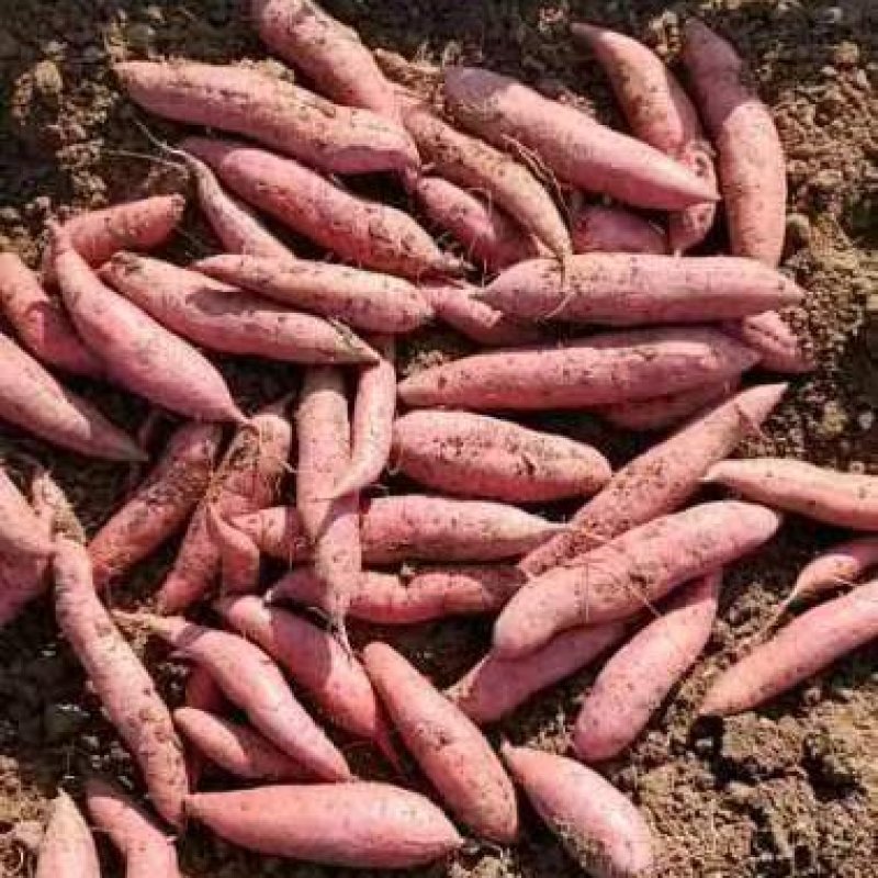 烟薯25百亩基地开始出货