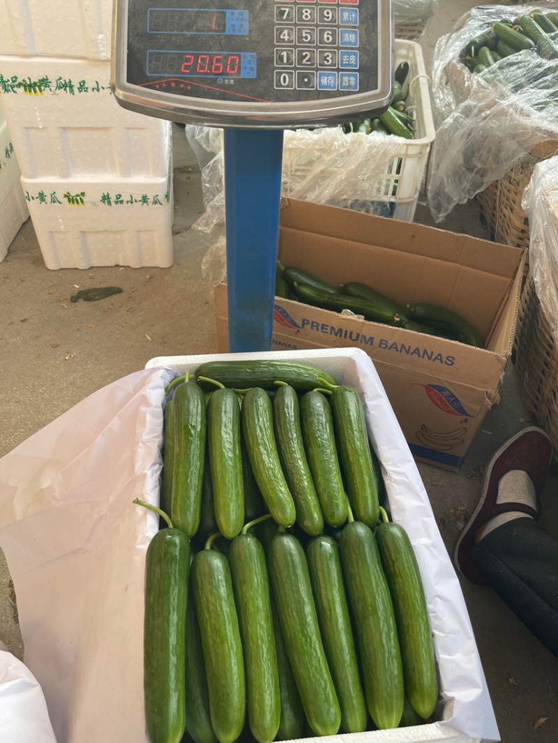 水果黄瓜产地货源规格齐全电商品质支持一件代发