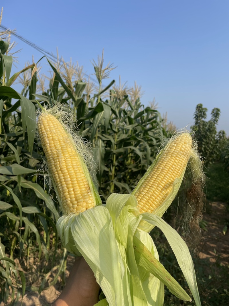 【精品批发】水果玉米🌽个大，皮绿，无虫，质量保证，货源充足