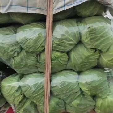 精品甘蓝大量上市质量保证量大从优欢迎来电咨询