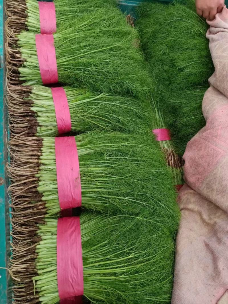 茴香苗产地直发货真价实大量上市可视频看货