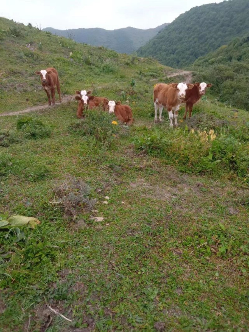 黄牛犊。