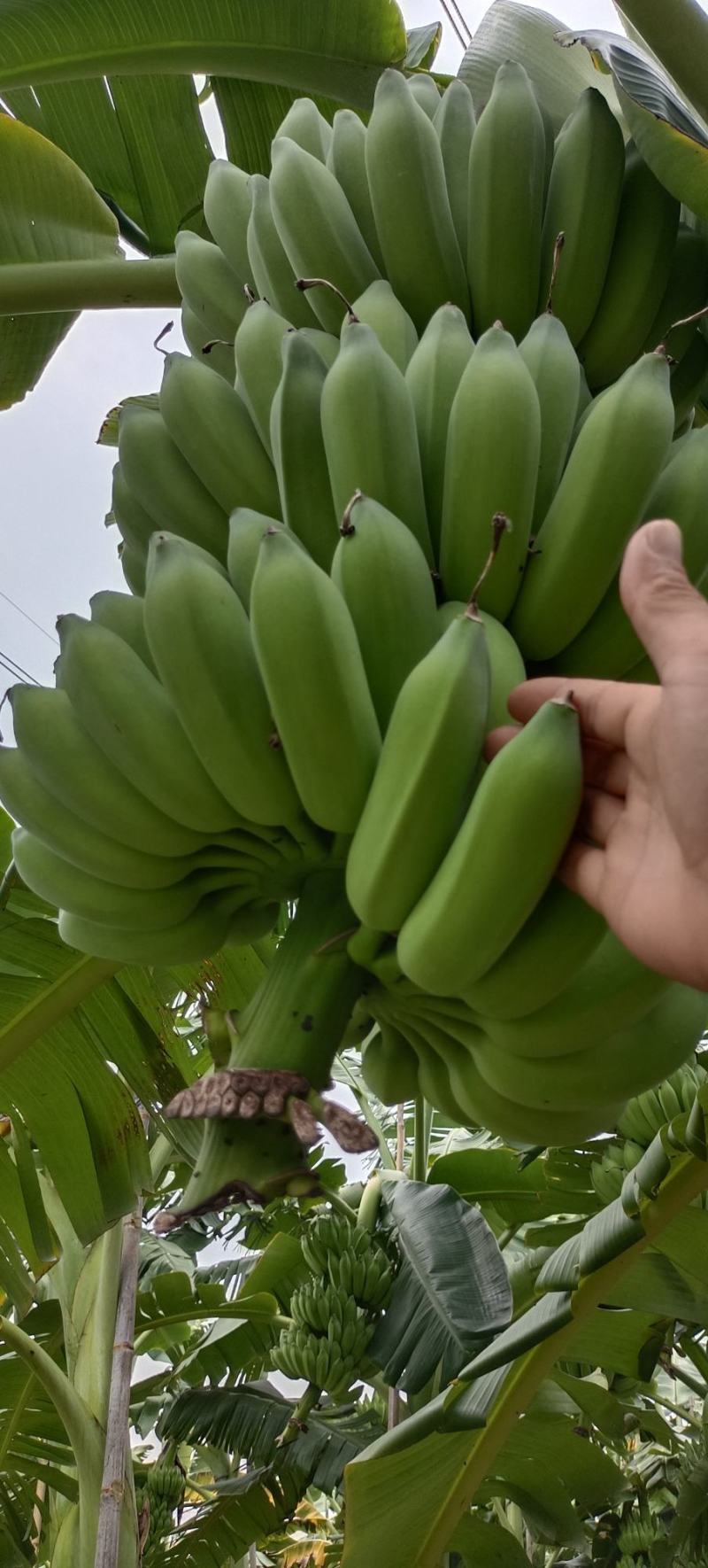 大量粉焦准备上市了